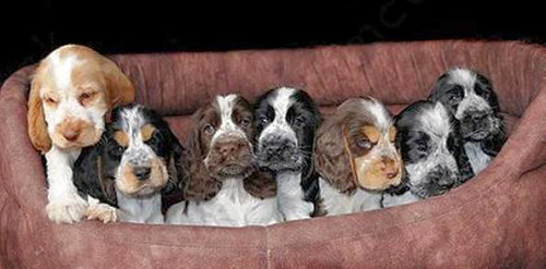 A litter of parti coloured puppies
