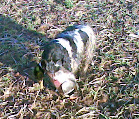 Show Type Cocker carrying Duck