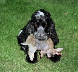 Show Type Cocker carrying a Rabbit