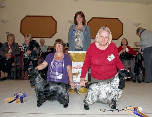 BIS Open Show November 2013