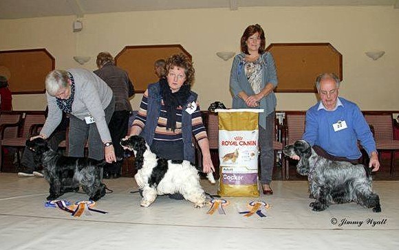 BPIS, BVIS November 2013